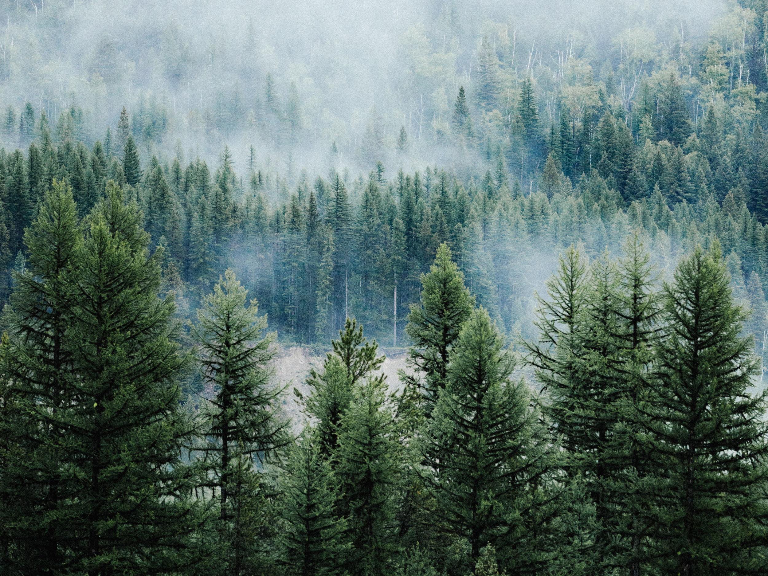 a sustainable forestry